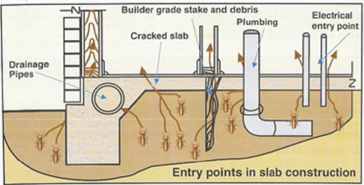 termite control and anti termite treatment procedure